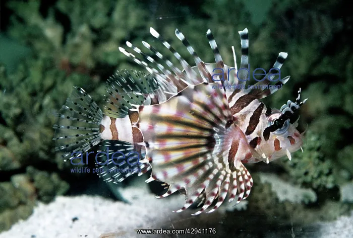  : LIONFISH (Pterois volitans)