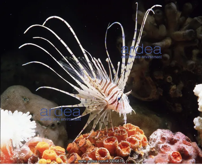 : LIONFISH : LIONFISH