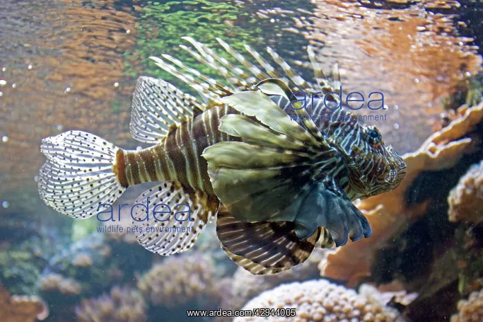 : Lionfish also called Dragonfish Scorpion fish : Lionfish also called Dragonfish Scorpion fish