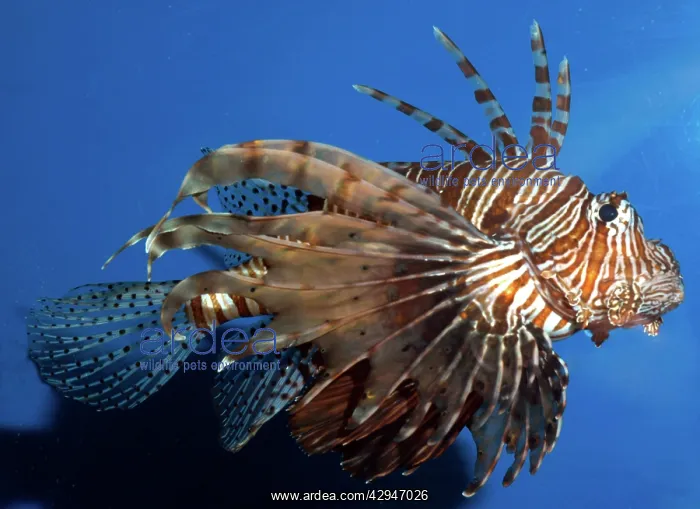 : Lionfish / Dragonfish - common on shallow coral reefs : Lionfish / Dragonfish - common on shallow coral reefs