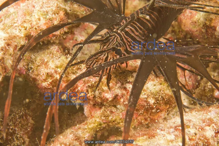 : Lionfish (Pterios sp.), Scuba diving at : Lionfish (Pterios sp.), Scuba diving at