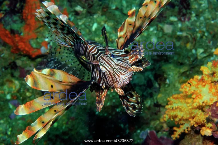 : Lionfish (Pteroinae) spreads venomous spine shows : Lionfish (Pteroinae) spreads venomous spine shows