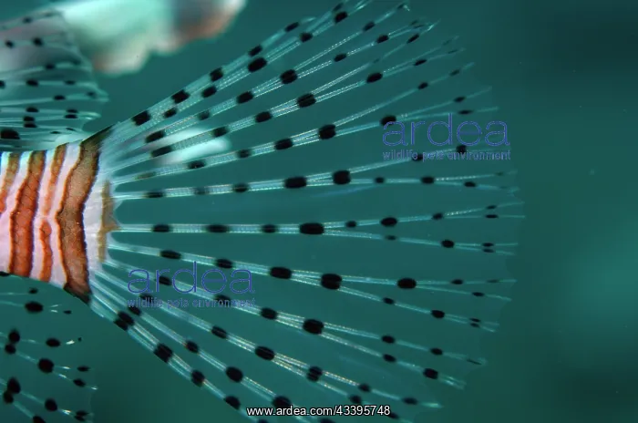 : Lionfish tail : Lionfish tail