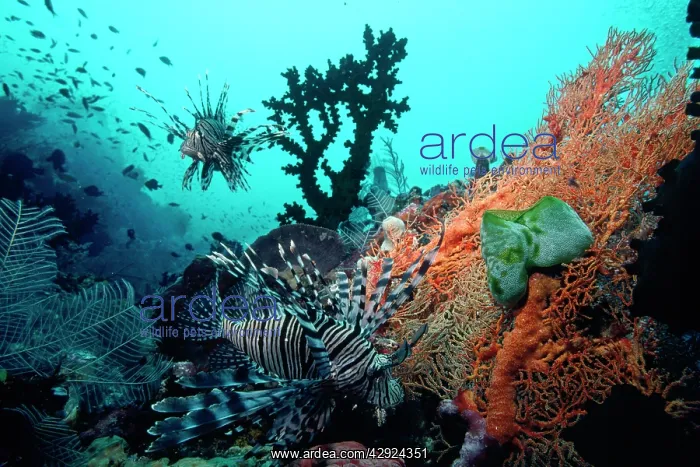: Lionfish - amongst Tubastrea Coral & Sea Fan : Lionfish - amongst Tubastrea Coral & Sea Fan