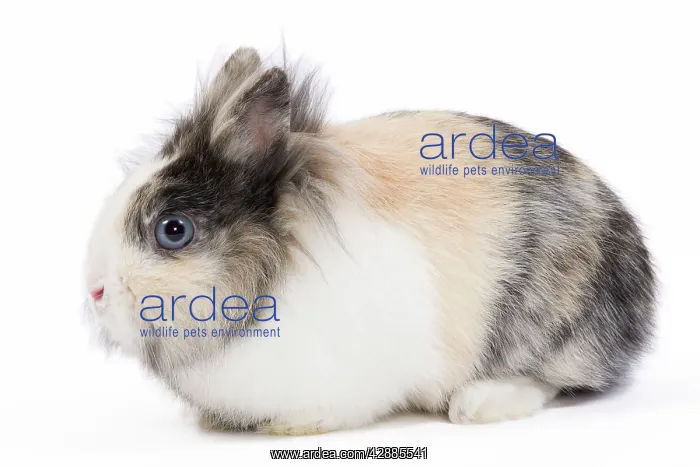  : Lionhead Dwarf Rabbit - in studio