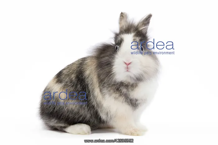  : Lionhead Dwarf Rabbit - in studio
