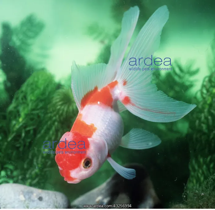 : Lionhead Fantail Goldfish : Lionhead Fantail Goldfish