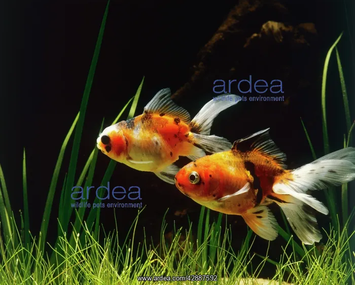: Lionhead Fish : Lionhead Fish