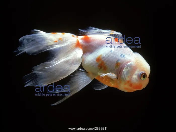  : Lionhead Fish