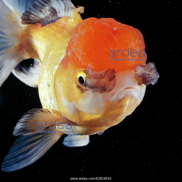 : Lionhead Goldfish : Lionhead Goldfish