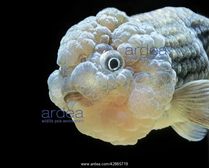 : Lionhead GOLDFISH : Lionhead GOLDFISH