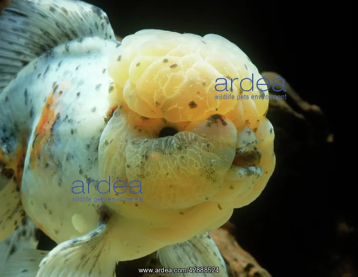 : Lionhead Goldfish : Lionhead Goldfish
