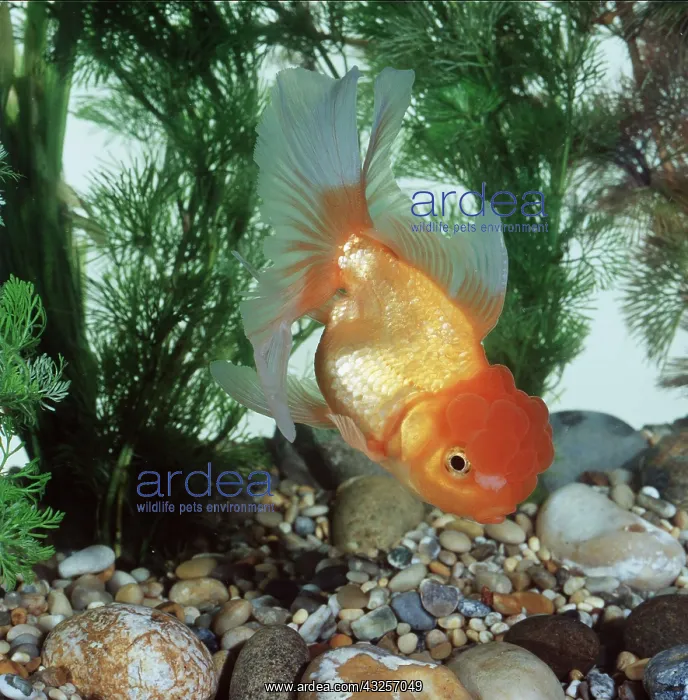 : LIONHEAD GOLDFISH : LIONHEAD GOLDFISH