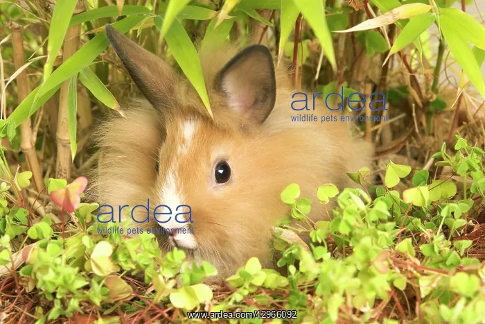  : Lionhead Rabbit