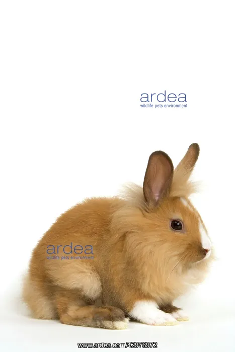  : Lionhead Rabbit