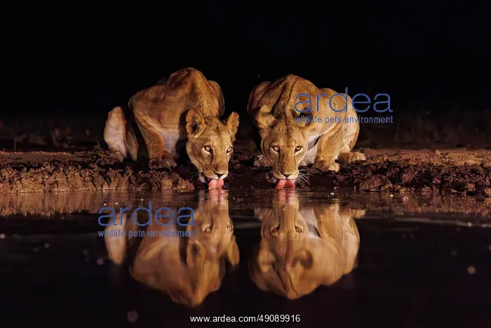 : LIONNESS. Afrique, Afrique de l'Est, Kenya, Shompole Community : LIONNESS. Afrique, Afrique de l'Est, Kenya, Shompole Community