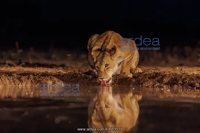 : LIONNESS. Afrique, Afrique de l'Est, Kenya, Shompole Community : LIONNESS. Afrique, Afrique de l'Est, Kenya, Shompole Community