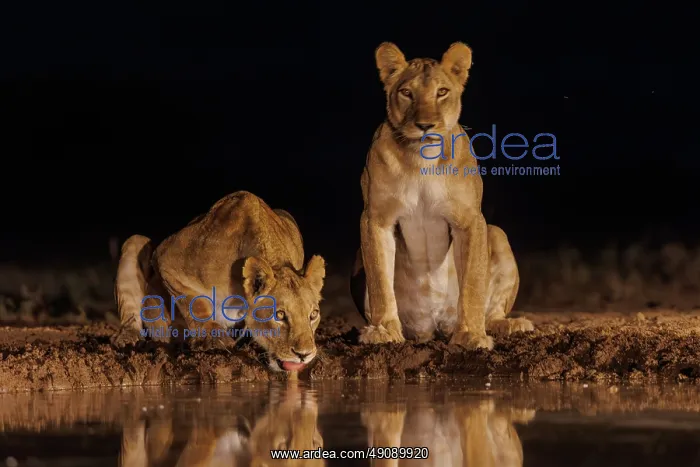 : LIONNESS. Afrique, Afrique de l'Est, Kenya, Shompole Community : LIONNESS. Afrique, Afrique de l'Est, Kenya, Shompole Community