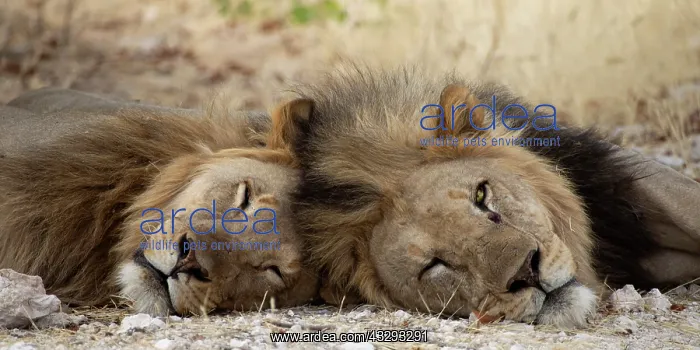 : Lions are most active at night and live in a variety of habi : Lions are most active at night and live in a variety of habi