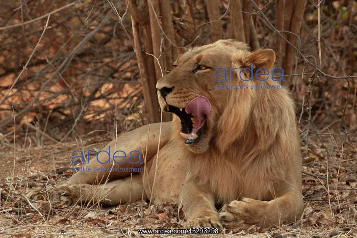 : Lions are most active at night and live in a variety of habi : Lions are most active at night and live in a variety of habi