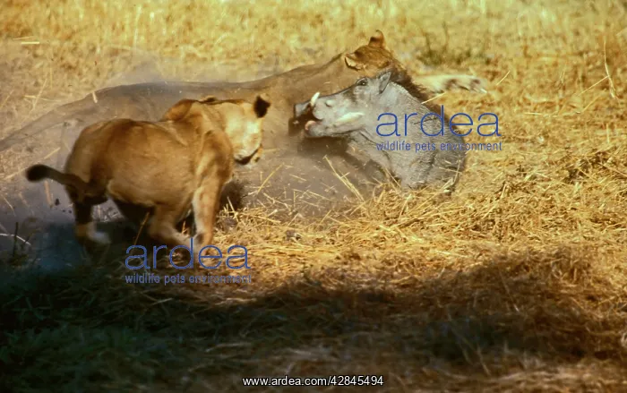  : Lions attacking Warthog (Phacochoerus aethiopicus)