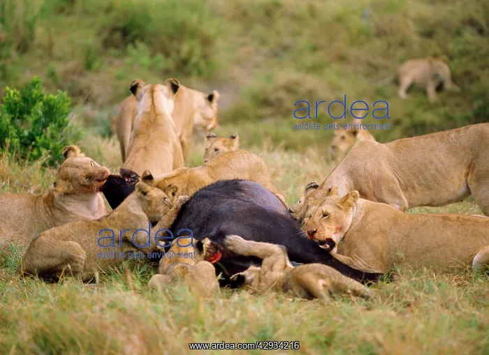  : Lions - at Buffalo kill