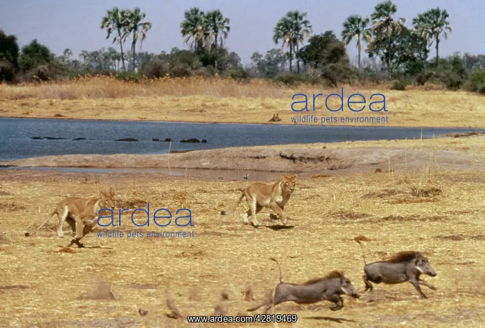 : Lions - Chasing warthogs by lagoon : Lions - Chasing warthogs by lagoon