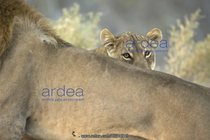  : Lions - couple during mating - Botswana, Africa