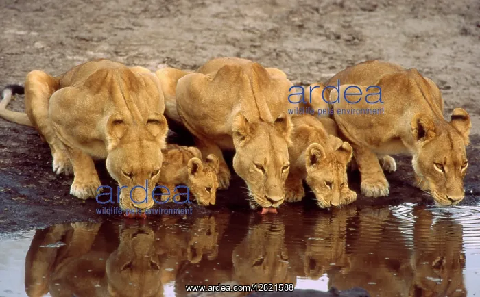  : Lions and cubs - Drinking at waterhole