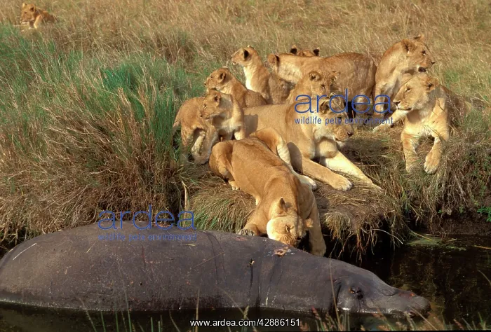 : Lions - eating Hippo : Lions - eating Hippo