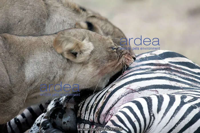 : Lions - two feeding on zebra : Lions - two feeding on zebra