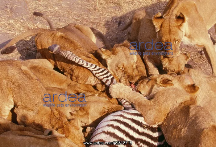  : Lions - feeding on Zebra kill