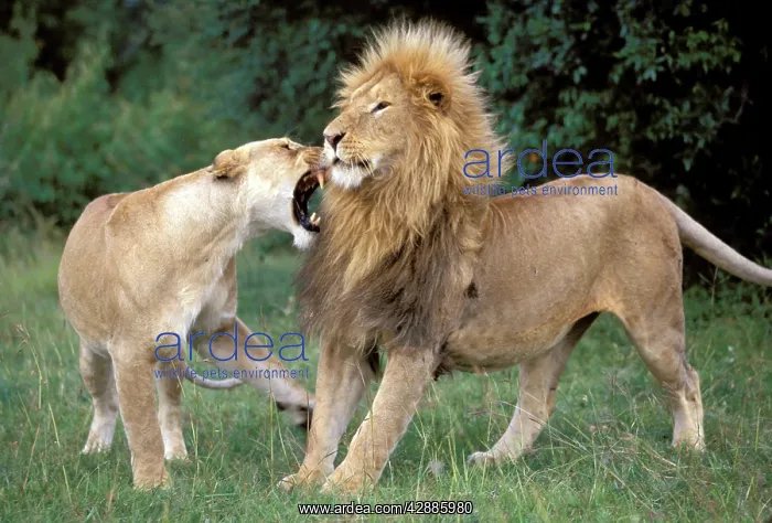 : Lions - Female snarling at Male : Lions - Female snarling at Male