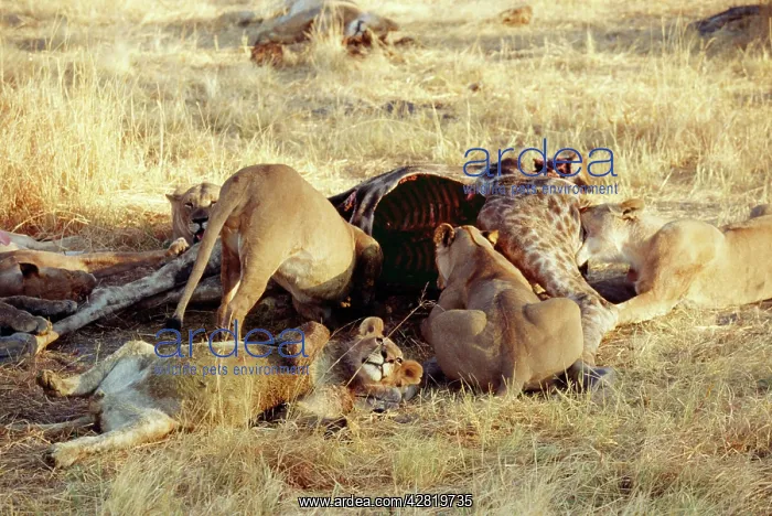 : Lions - Gorging on giraffe : Lions - Gorging on giraffe