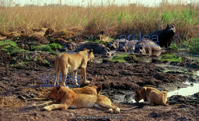 : Lions and Hippos (Hippopotamus amphibius) : Lions and Hippos (Hippopotamus amphibius)