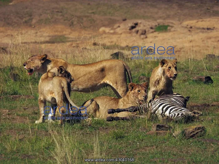 : Lions with kill in the Masai Mara, Kenya, Africa : Lions with kill in the Masai Mara, Kenya, Africa