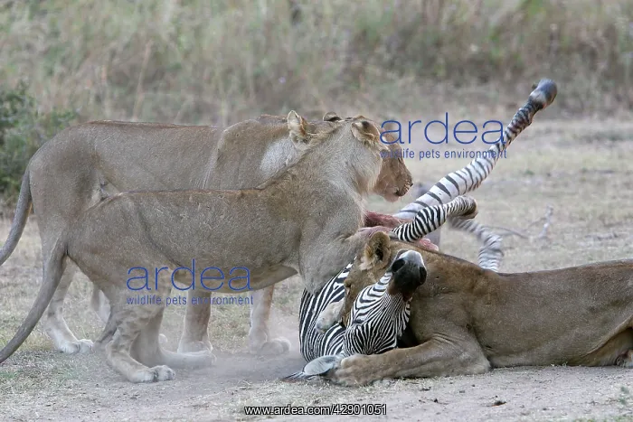 : Lions - killing Crawshay's Zebra : Lions - killing Crawshay's Zebra