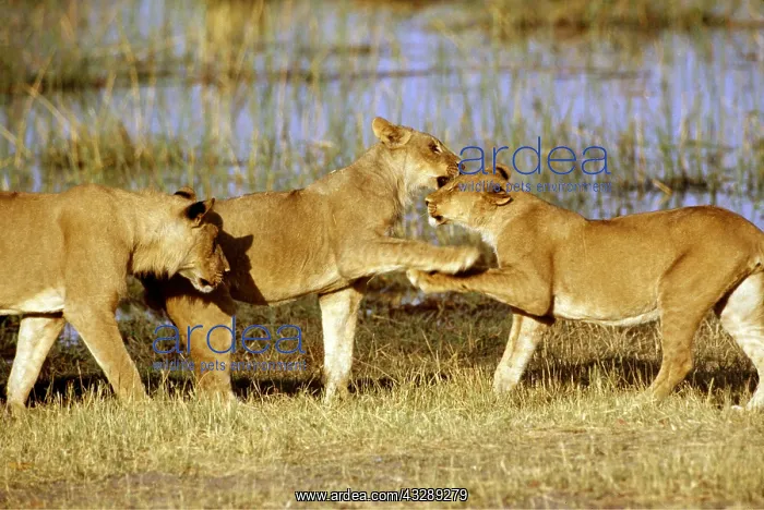 : LIONS - three lioness / females playfighting : LIONS - three lioness / females playfighting