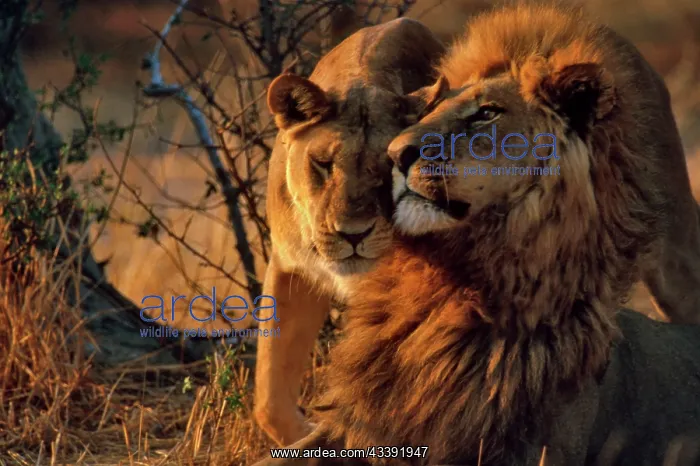 : Lions - Lioness greets male Lion : Lions - Lioness greets male Lion