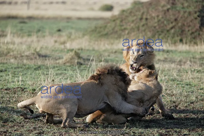 : Lions - two males attacking third male, protecting : Lions - two males attacking third male, protecting