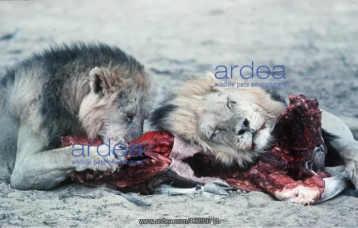 : LIONS - two males, at kill : LIONS - two males, at kill