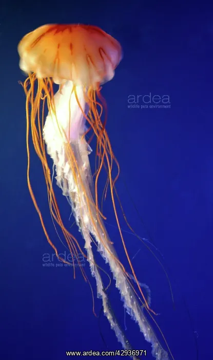 : Lion's Mane Jellyfish : Lion's Mane Jellyfish