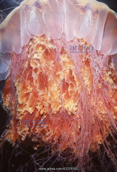 : Lion's Mane JELLYFISH - close-up : Lion's Mane JELLYFISH - close-up