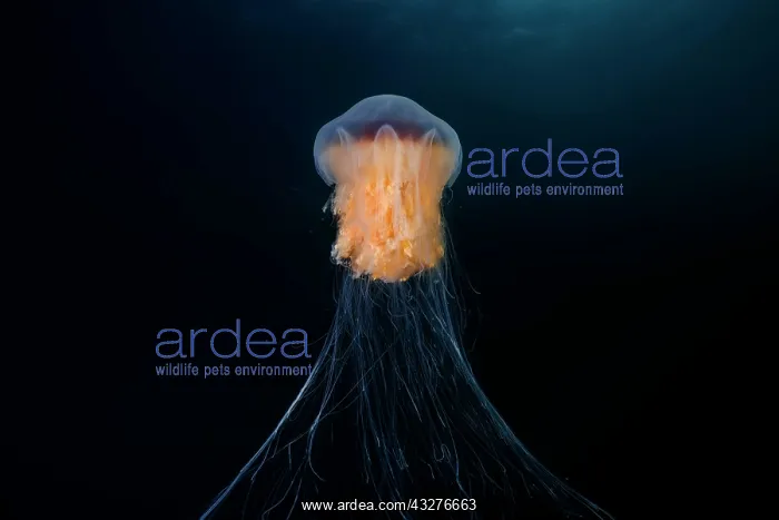 : Lion's mane jellyfish (Cyanea capillata), Norwegian : Lion's mane jellyfish (Cyanea capillata), Norwegian