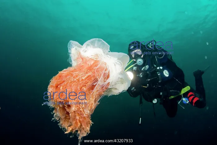 : Lion's mane jellyfish (Cyanea capillata) and diver : Lion's mane jellyfish (Cyanea capillata) and diver