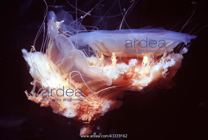 : Lion's Mane JELLYFISH - pair : Lion's Mane JELLYFISH - pair