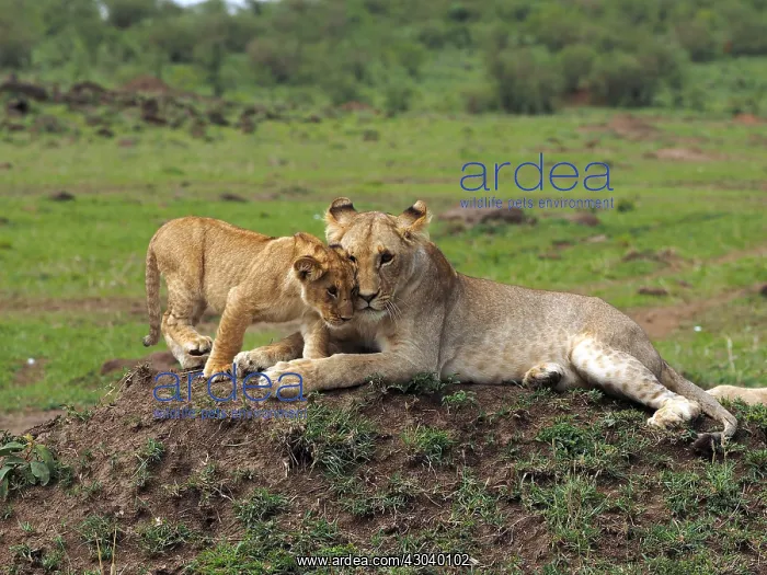 : Lions in the Masai Mara, Kenya, Africa Lions : Lions in the Masai Mara, Kenya, Africa Lions