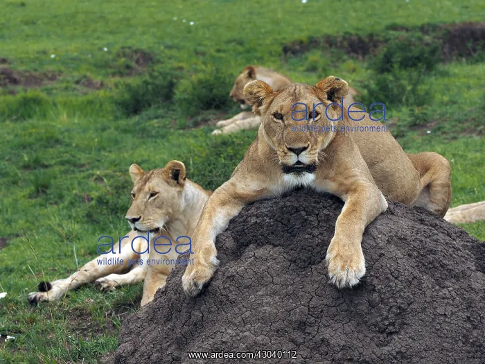 : Lions in the Masai Mara, Kenya, Africa Lions : Lions in the Masai Mara, Kenya, Africa Lions