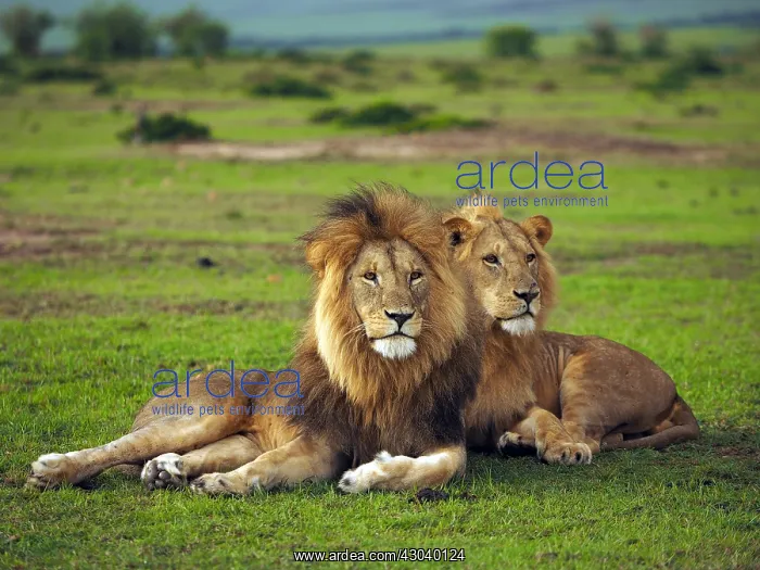 : Lions in the Masai Mara, Kenya, Africa Lions : Lions in the Masai Mara, Kenya, Africa Lions