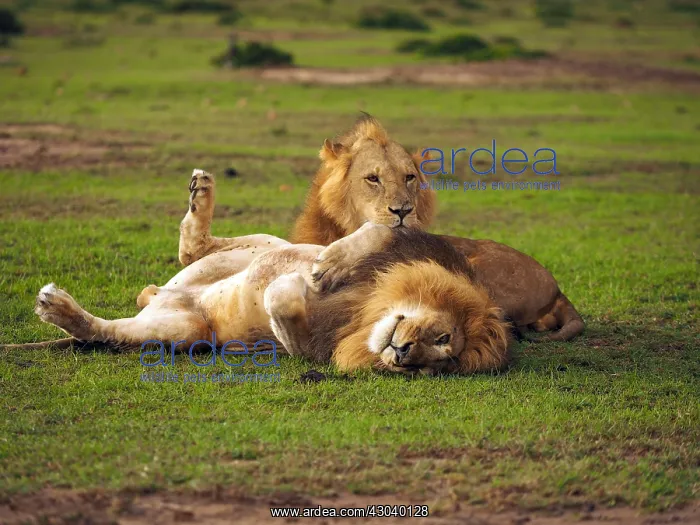 : Lions in the Masai Mara, Kenya, Africa Lions : Lions in the Masai Mara, Kenya, Africa Lions
